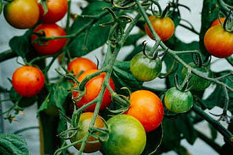 Fresh Red and Green Tomatoes Growing on Vine