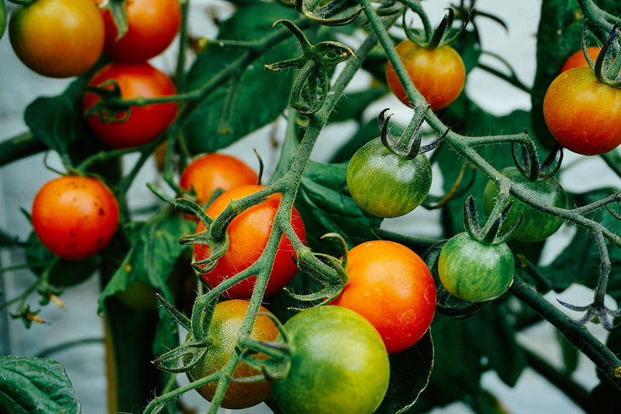 Fresh Red and Green Tomatoes Growing on Vine