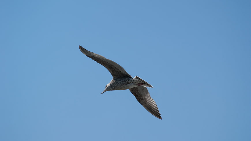 Seagull Soaring in Clear Blue Sky