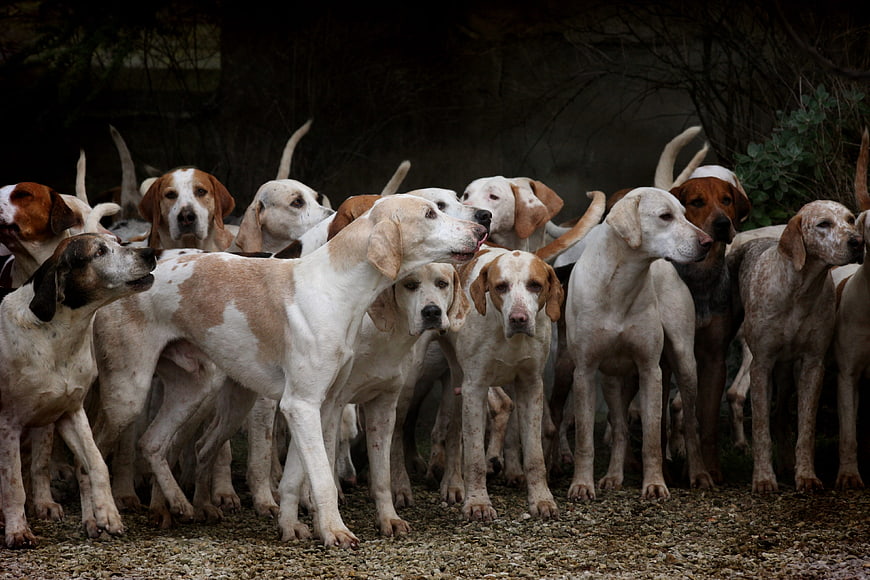 Pack of hunting dogs standing together in a group
