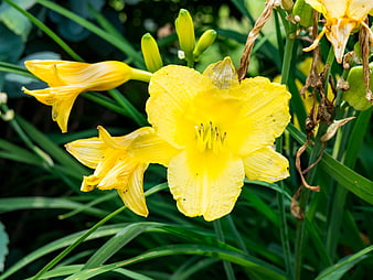 Vibrant Yellow Daylily Flower in Green Garden