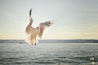 Seagull Landing on Water with Wings Spread