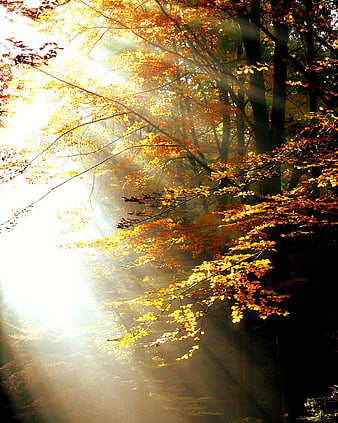 Sunbeams Through Golden Autumn Forest Leaves