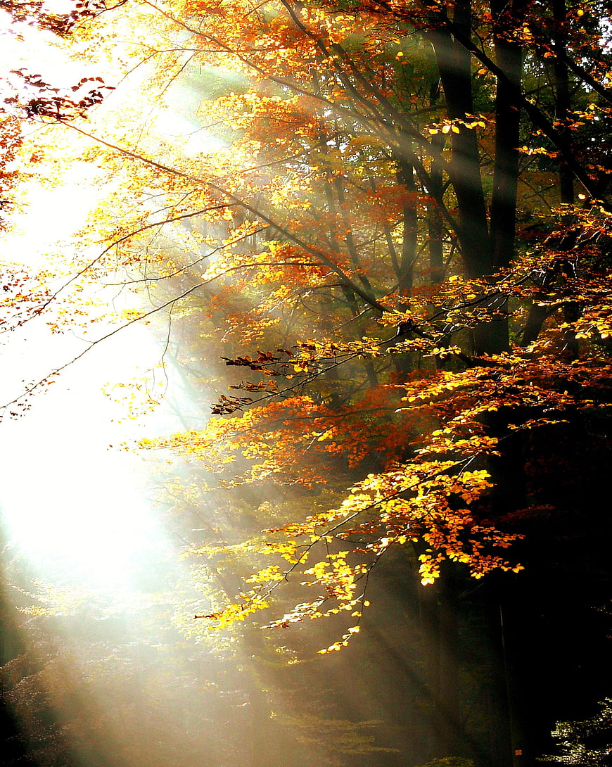 Sunbeams Through Golden Autumn Forest Leaves