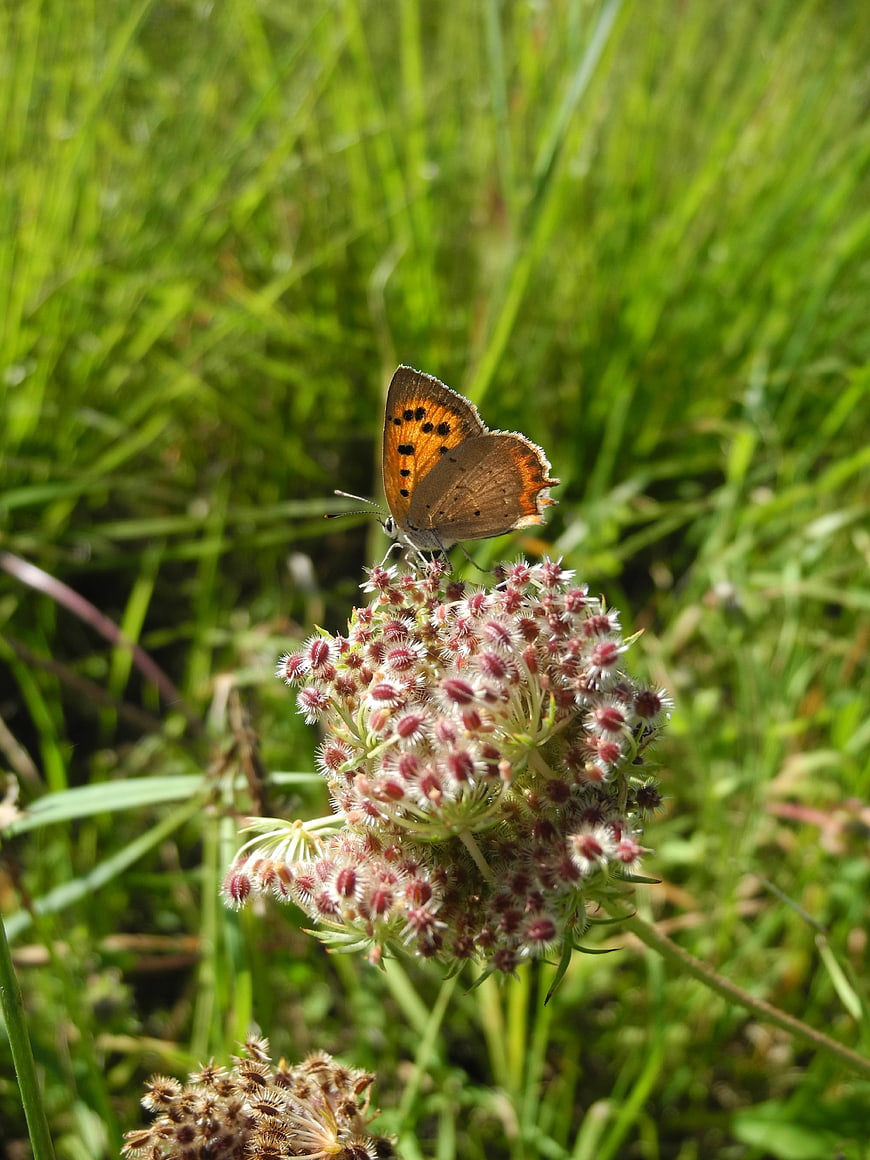 Small orange butterfly on wildflower in green meadow