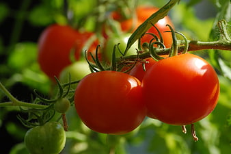 Ripe Red Tomatoes Growing on Vine in Garden