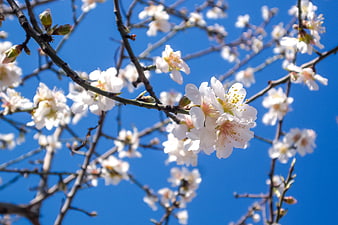 White Almond Blossoms on Branches Against Blue Sky
