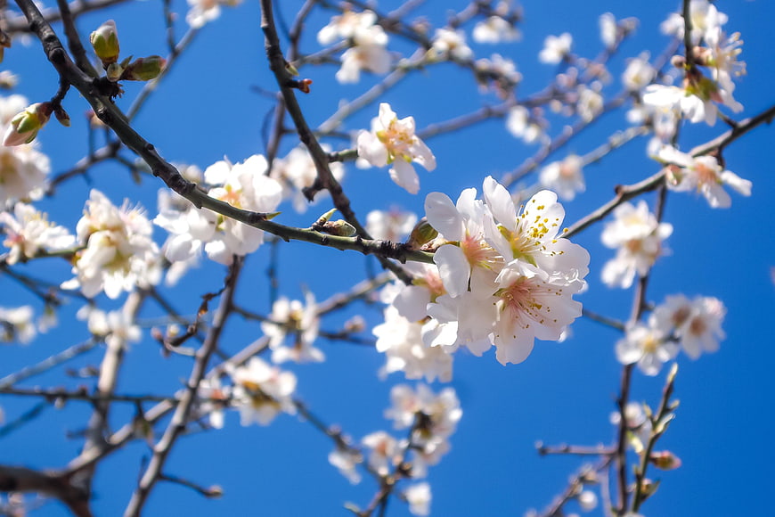White Almond Blossoms on Branches Against Blue Sky