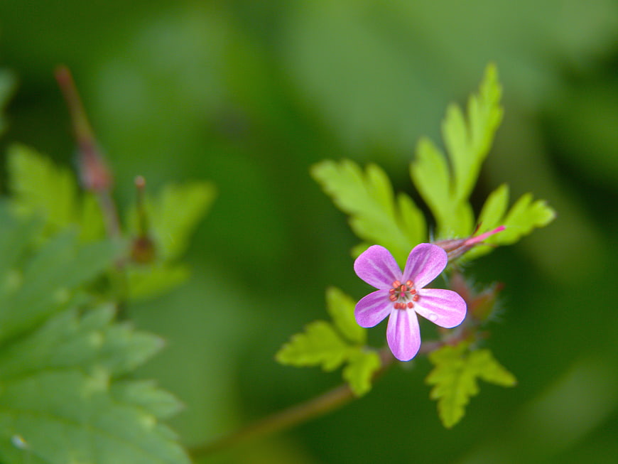 Close-up of a delicate pink wildflower with green leaves