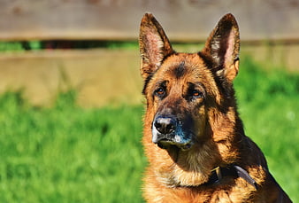 Close-up portrait of an attentive German Shepherd dog outdoors