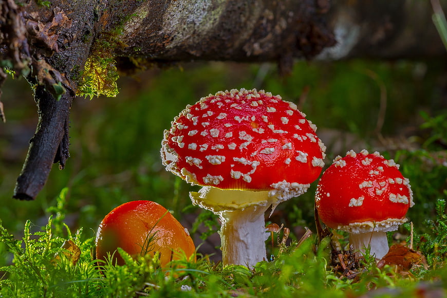 Red Fly Agaric Mushrooms in Mossy Forest