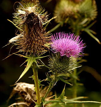 Close-up of purple thistle flower with spiky green leaves