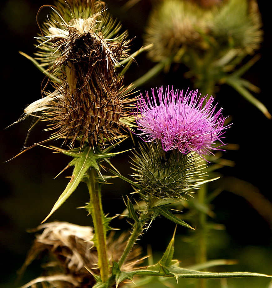 Close-up of purple thistle flower with spiky green leaves
