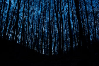 Dark Silhouetted Forest Trees Against Blue Twilight Sky