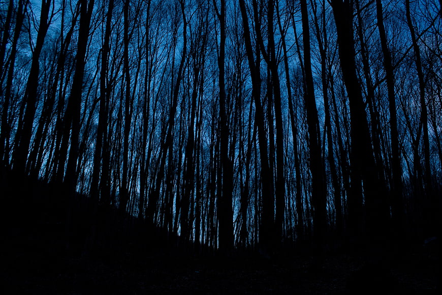Dark Silhouetted Forest Trees Against Blue Twilight Sky