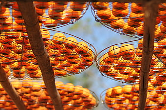 Persimmons drying on wire racks outdoors