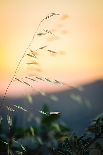 Silhouette of wild grass against golden sunset sky