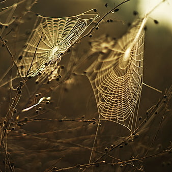 Golden Backlit Spider Webs on Dry Branches