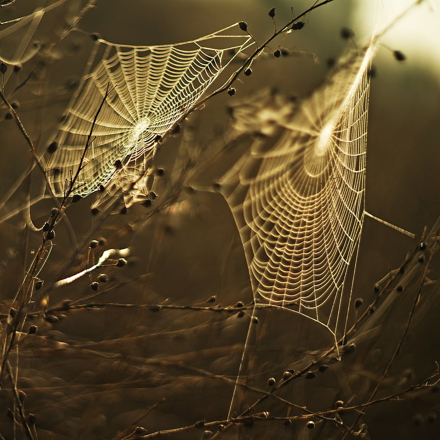 Golden Backlit Spider Webs on Dry Branches