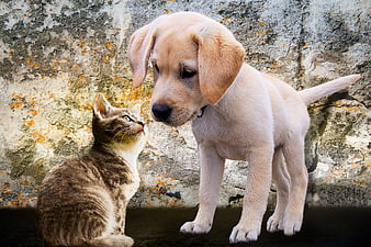 Curious Golden Retriever Puppy and Tabby Kitten Meeting