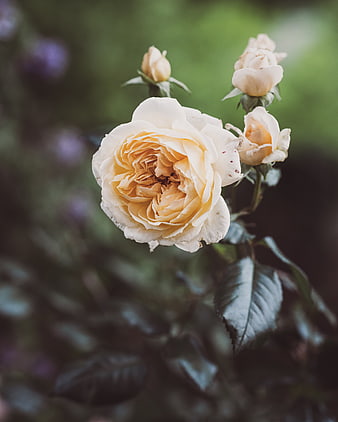Close-up of delicate cream and yellow rose with buds