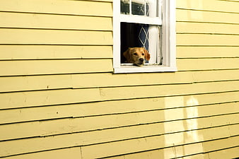 Golden Retriever Dog Looking Out of Yellow House Window