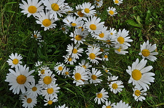 White and yellow daisies blooming in a green meadow