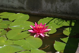 Pink Water Lily Floating on Green Lily Pads in Pond