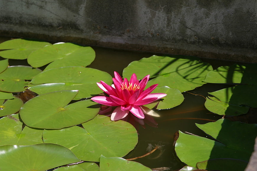 Pink Water Lily Floating on Green Lily Pads in Pond