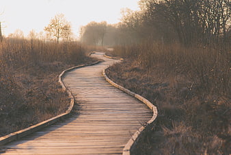 Winding wooden boardwalk path through misty wetlands at sunrise