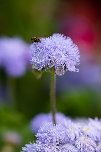 Macro shot of fly on purple mist flower with bokeh