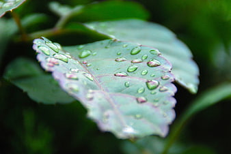 Close-up of green leaf with water droplets