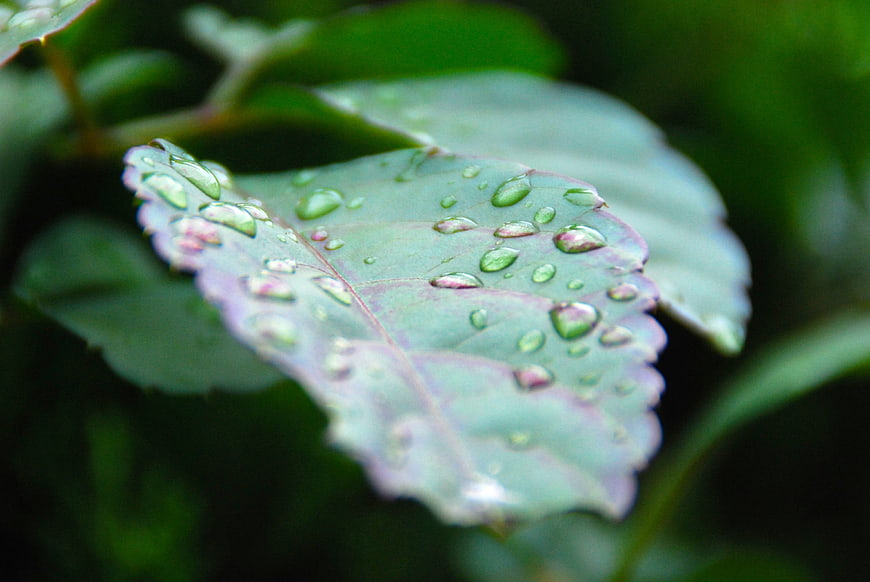 Close-up of green leaf with water droplets