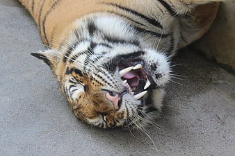 Close-up of a tiger yawning with sharp teeth visible