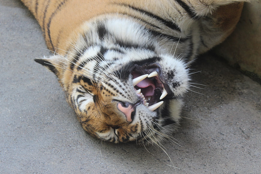 Close-up of a tiger yawning with sharp teeth visible
