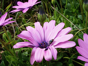 Close-up of pink Osteospermum flower with fly