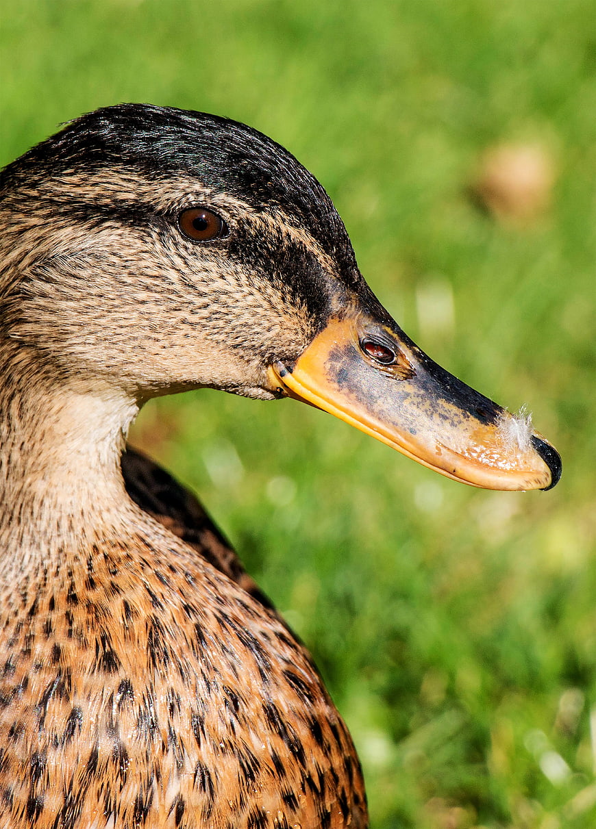 Close-up portrait of a female mallard duck head
