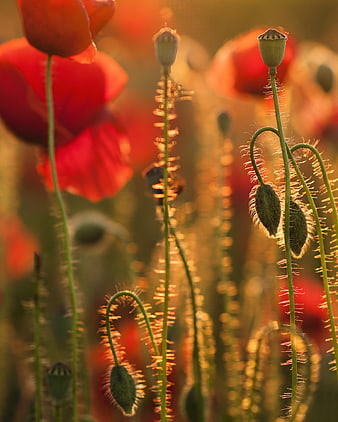 Golden hour poppy field with backlit buds and red flowers