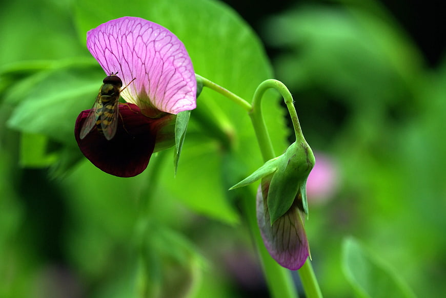 Hoverfly on Pink Sweet Pea Flower in Garden