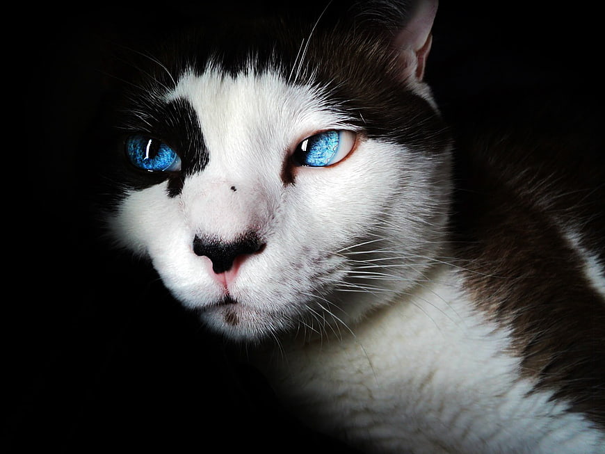Close-up portrait of a black and white cat with striking blue eyes
