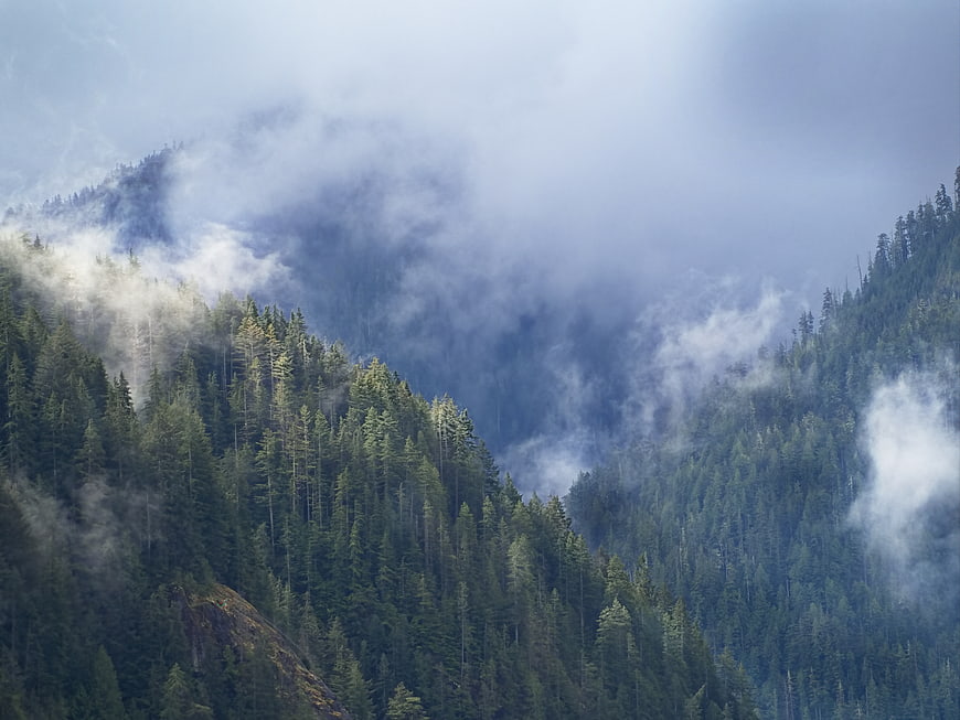 Misty Mountain Forest Landscape with Fog and Pine Trees