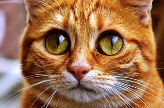 Extreme Close-Up Portrait of a Ginger Tabby Cat Face