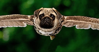 Funny Flying Pug Owl Hybrid Digital Art
