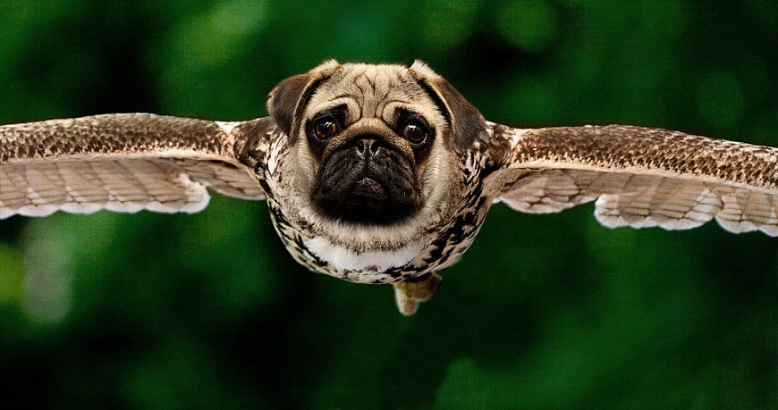 Funny Flying Pug Owl Hybrid Digital Art