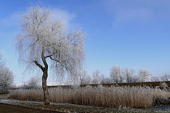 Frosty willow tree in winter landscape with blue sky