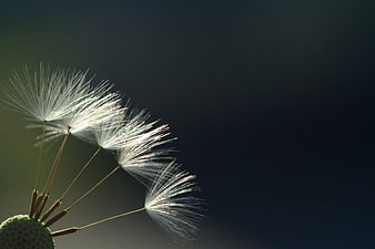 Backlit Dandelion Seeds Macro Close Up Nature Photography