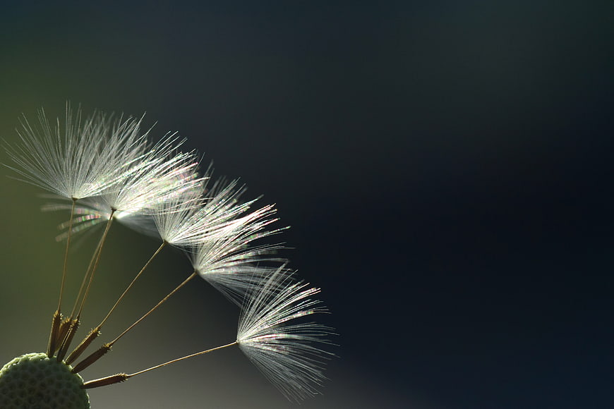 Backlit Dandelion Seeds Macro Close Up Nature Photography