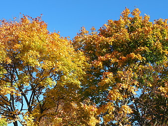 Golden Autumn Leaves Against Blue Sky