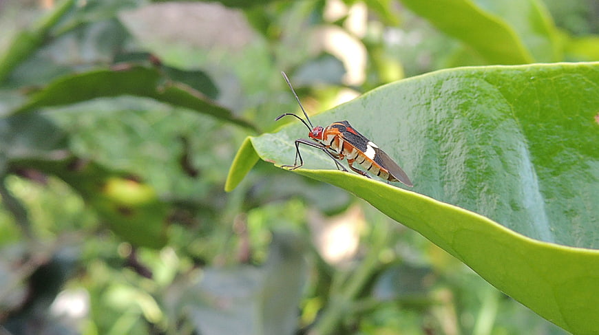 Close-up of a colorful bug on a green leaf