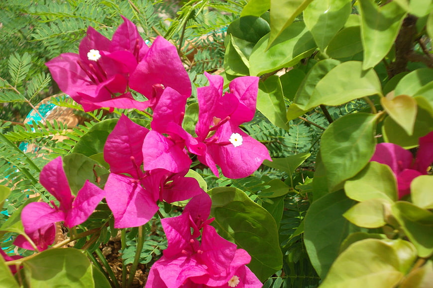 Vibrant Pink Bougainvillea Flowers in Sunlight